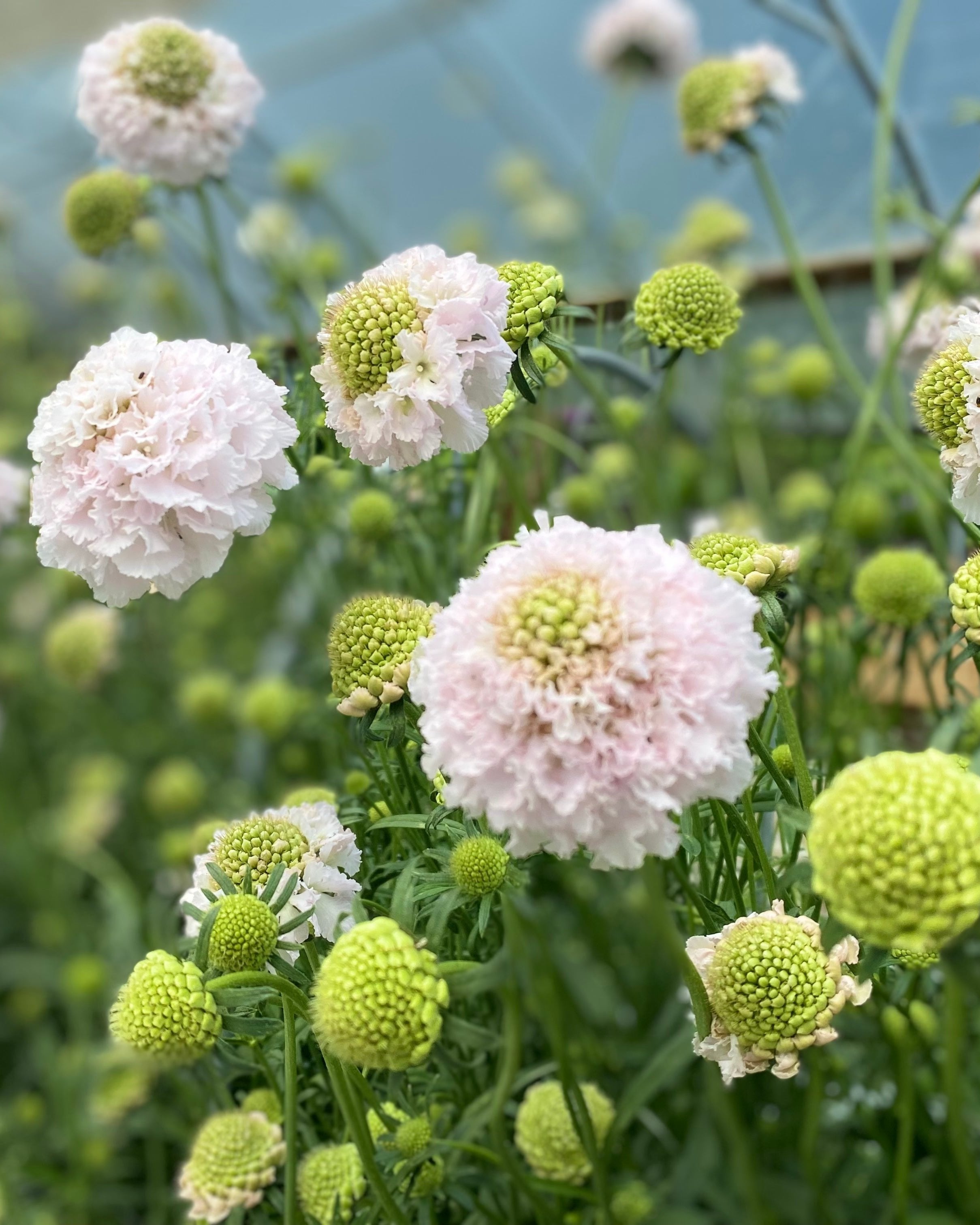 Scabiosa Bon Bon Scoop French Vanilla