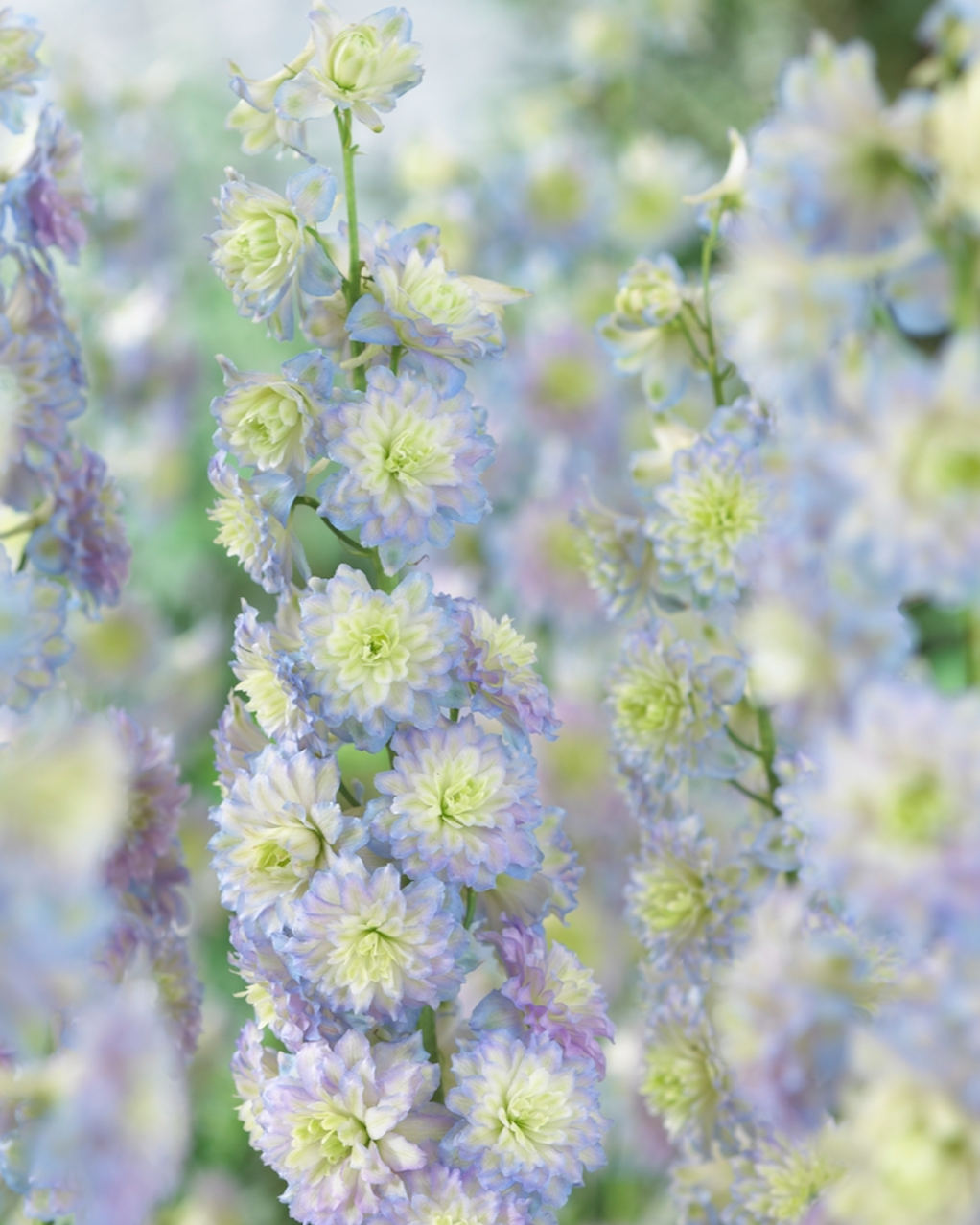 Delphinium Highlander Moon Light