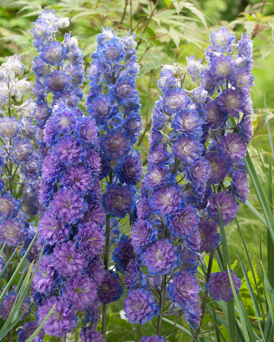 Delphinium Highlander Sweet Sensation