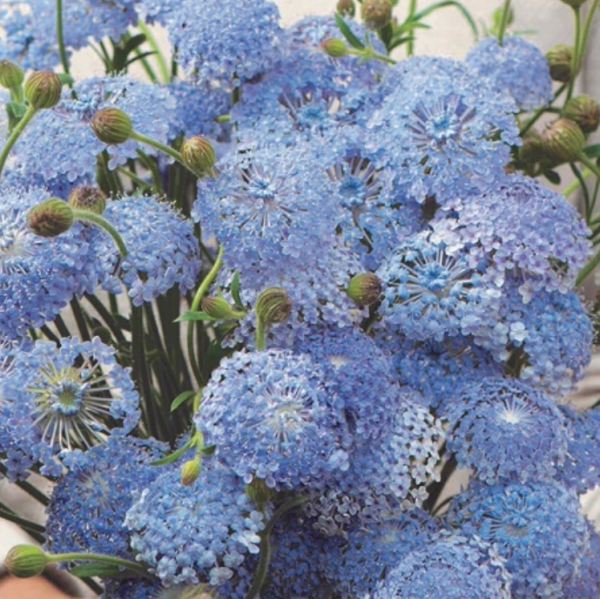 Didiscus Growing Guide