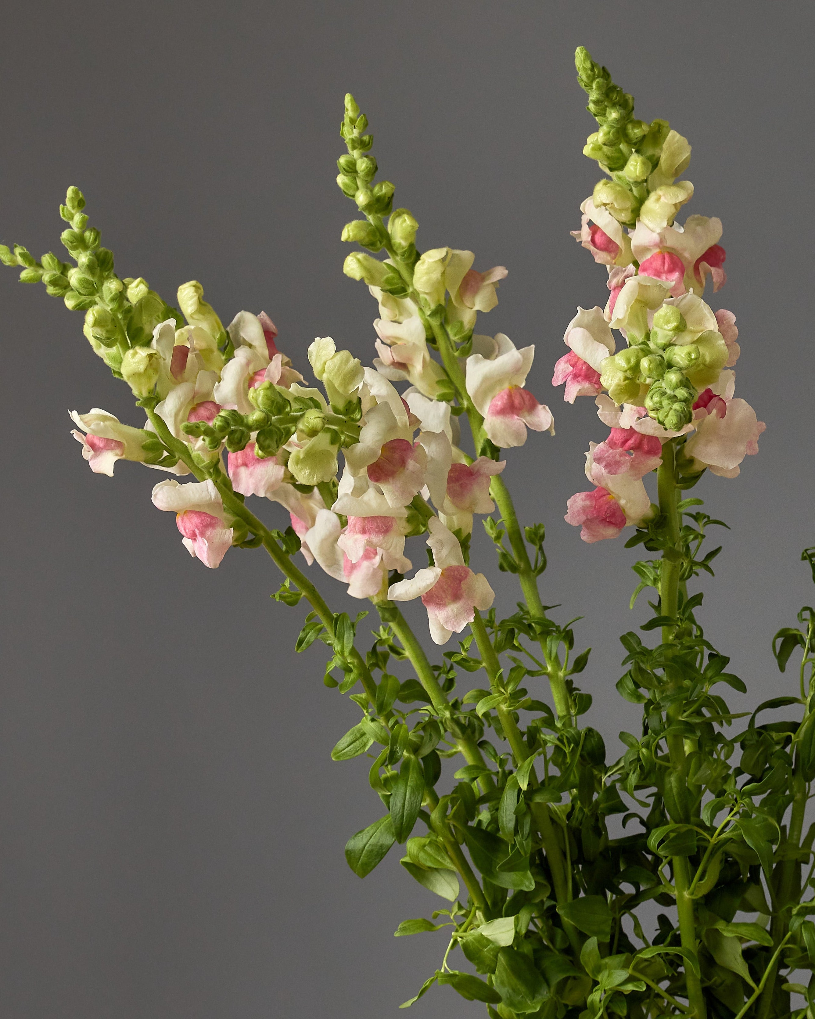 *Snapdragon Maryland Apple Blossom