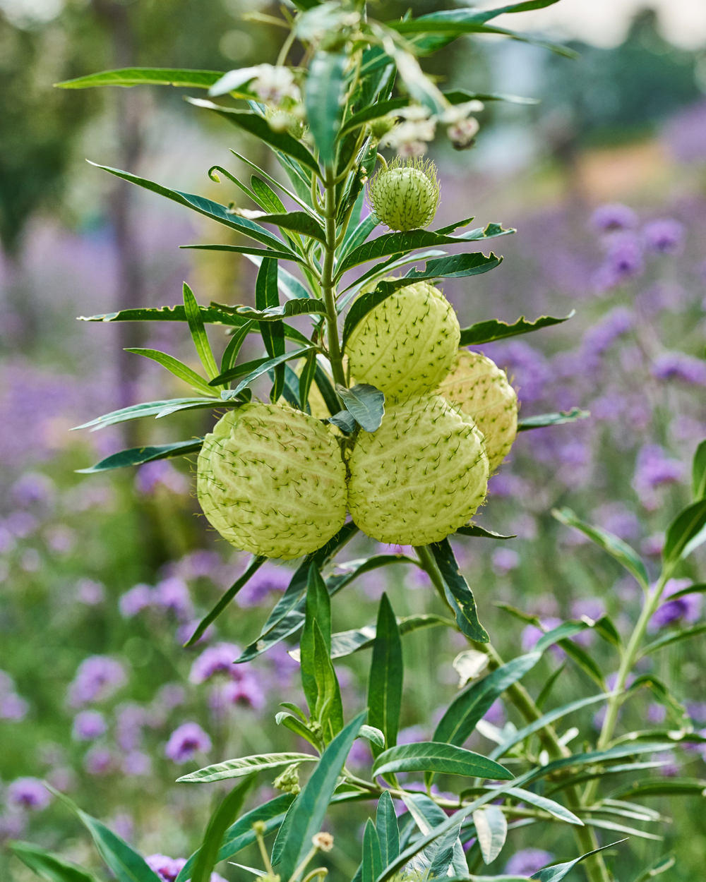 Gomphocarpus Growing Guide
