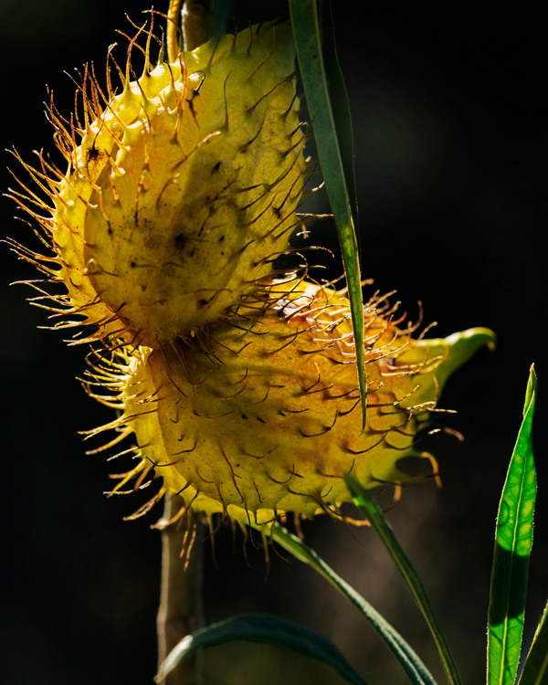 Gomphocarpus Growing Guide