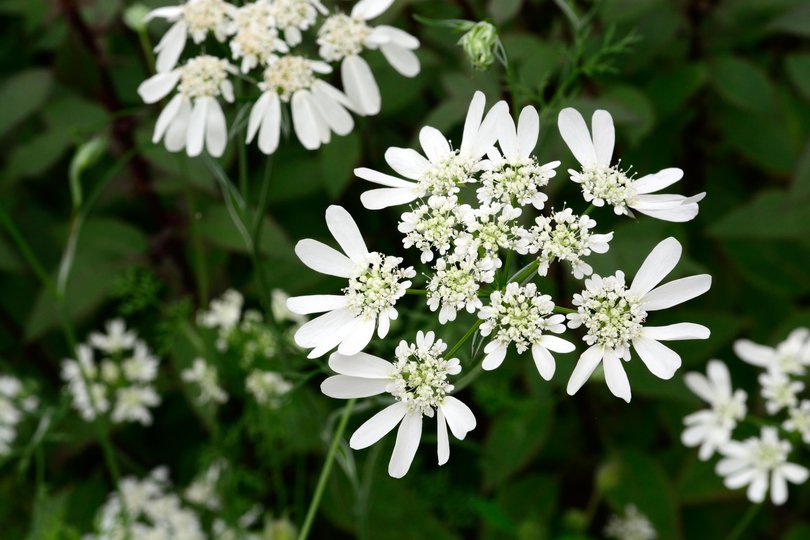 Orlaya grandiflora White Lace