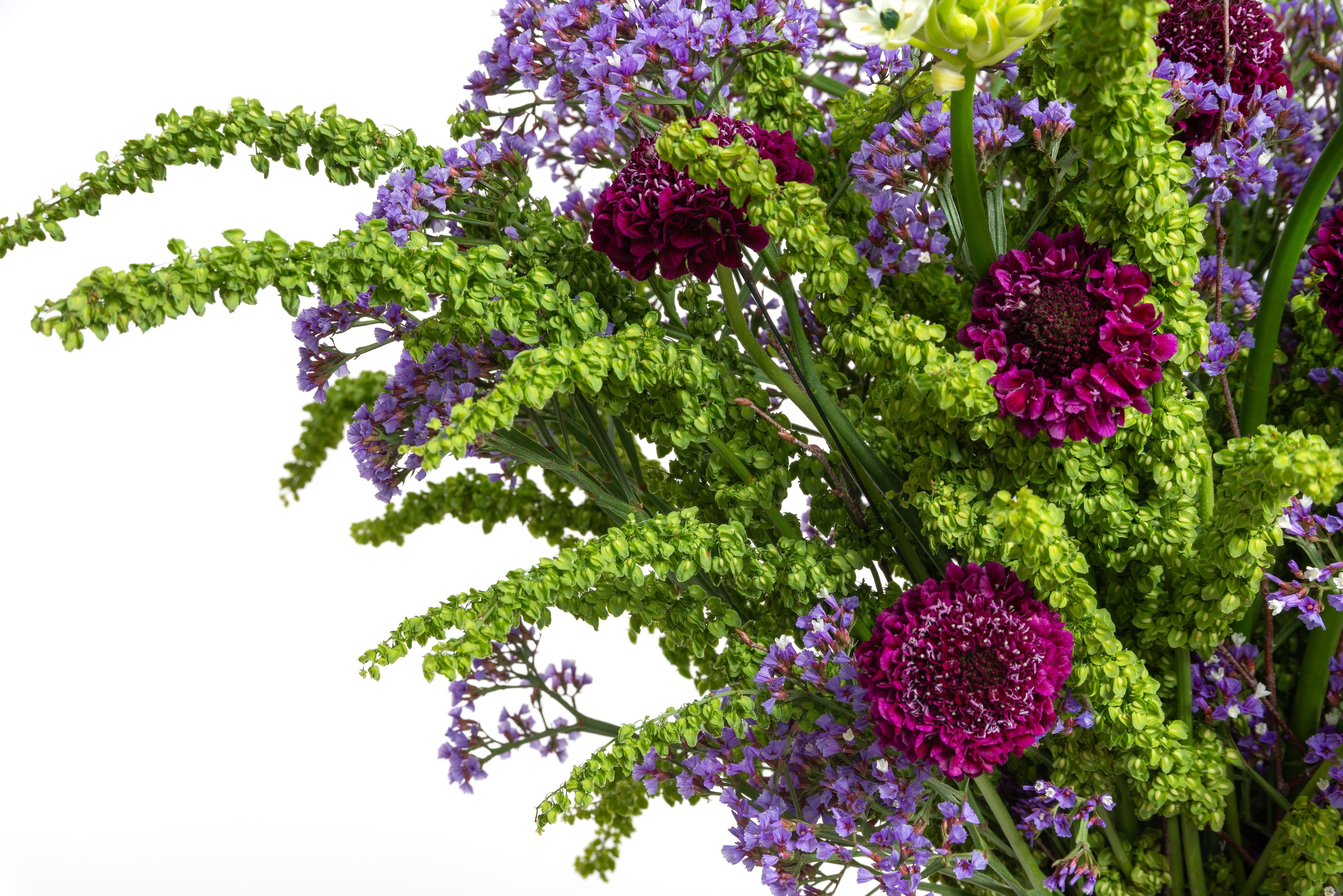 Scabiosa Scoop Red Velvet