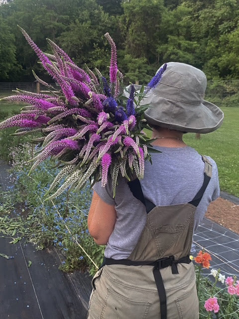 Veronica plus 12袋 Veronica spp. (Speedwell) #2 | Cerbo's Parsippany Greenhouse