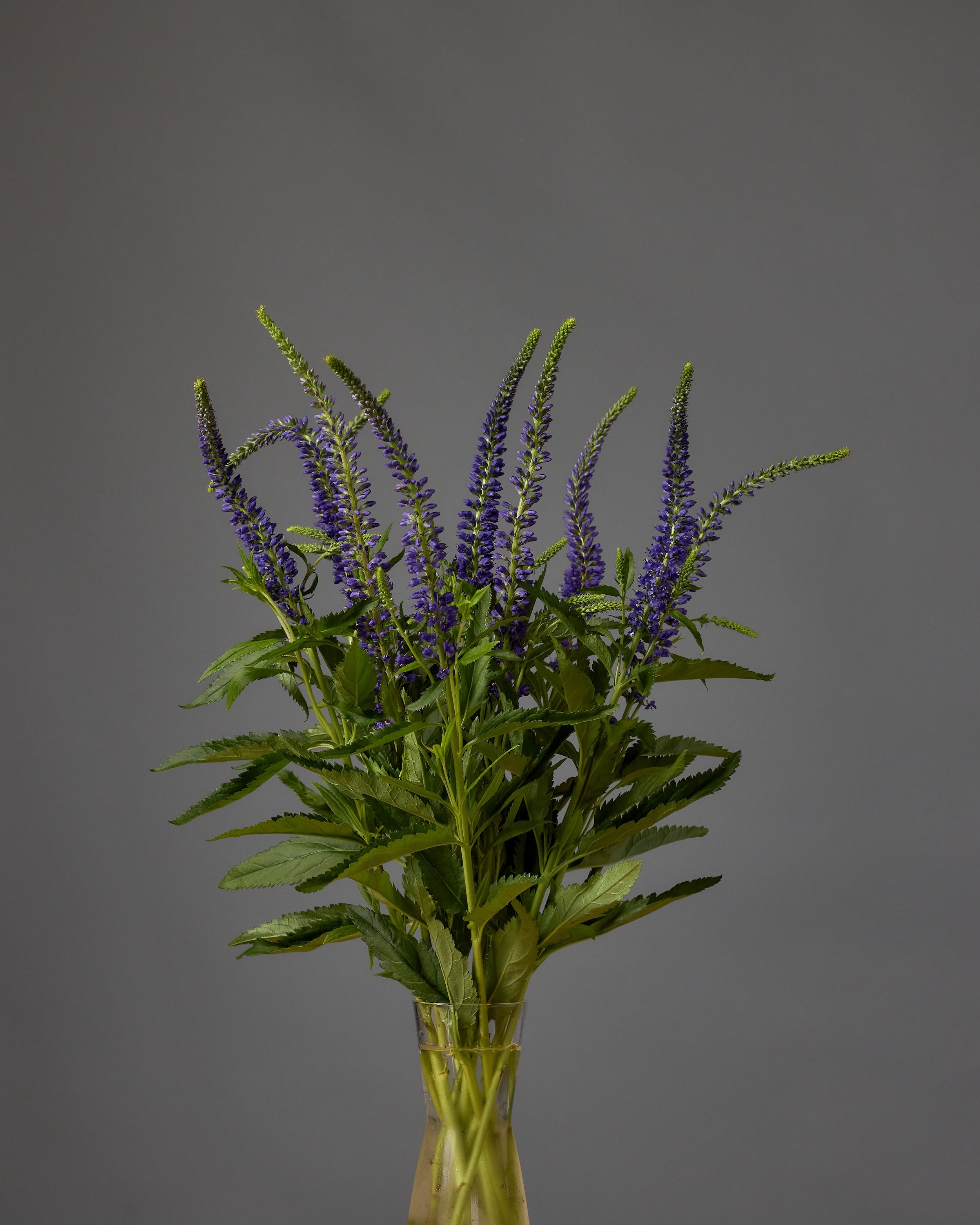 Veronica Splash Blue (3 plugs)