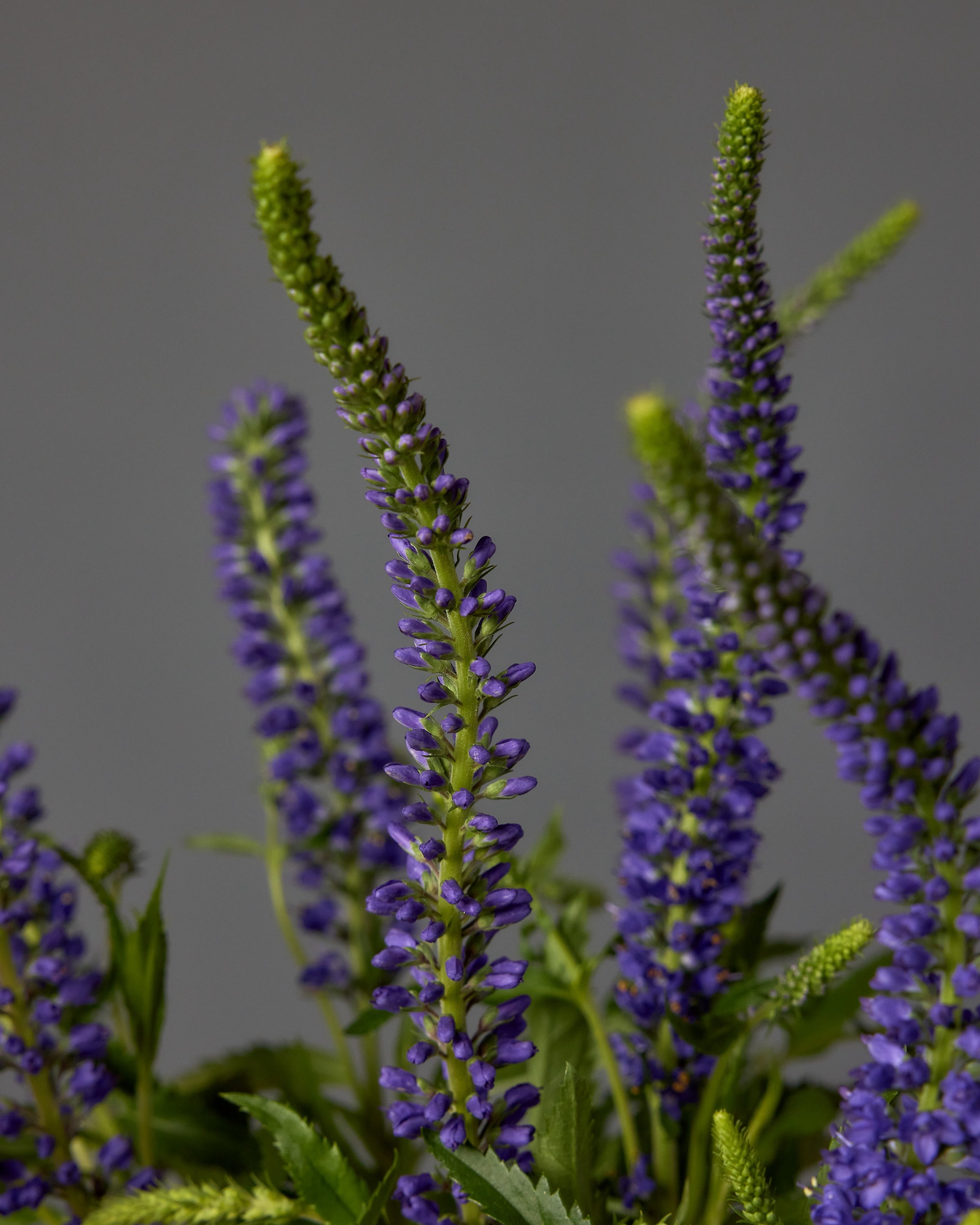 Veronica Splash Blue (3 plugs)