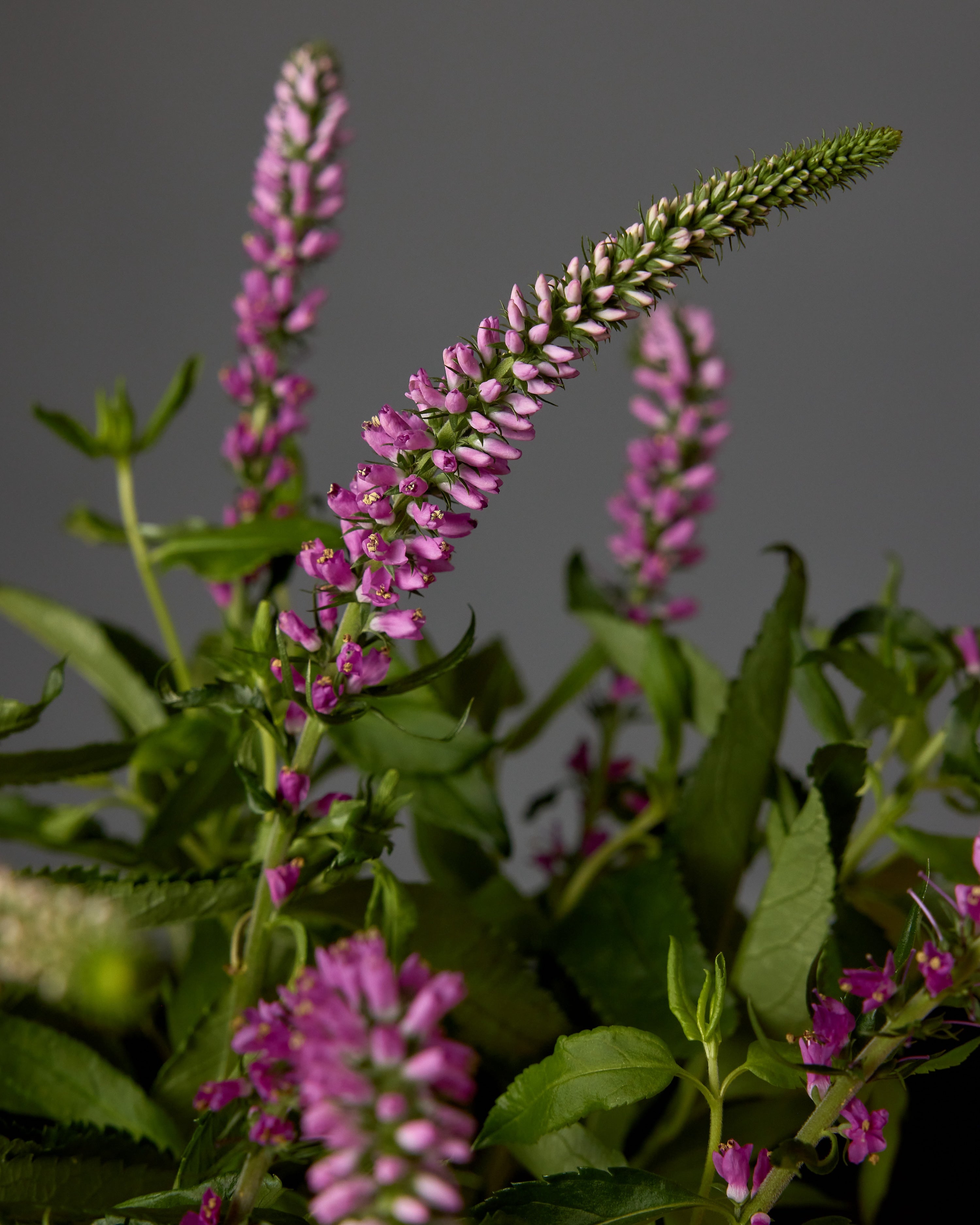 Veronica Splash Pink Plug Plants (3 pack) | Garden Club