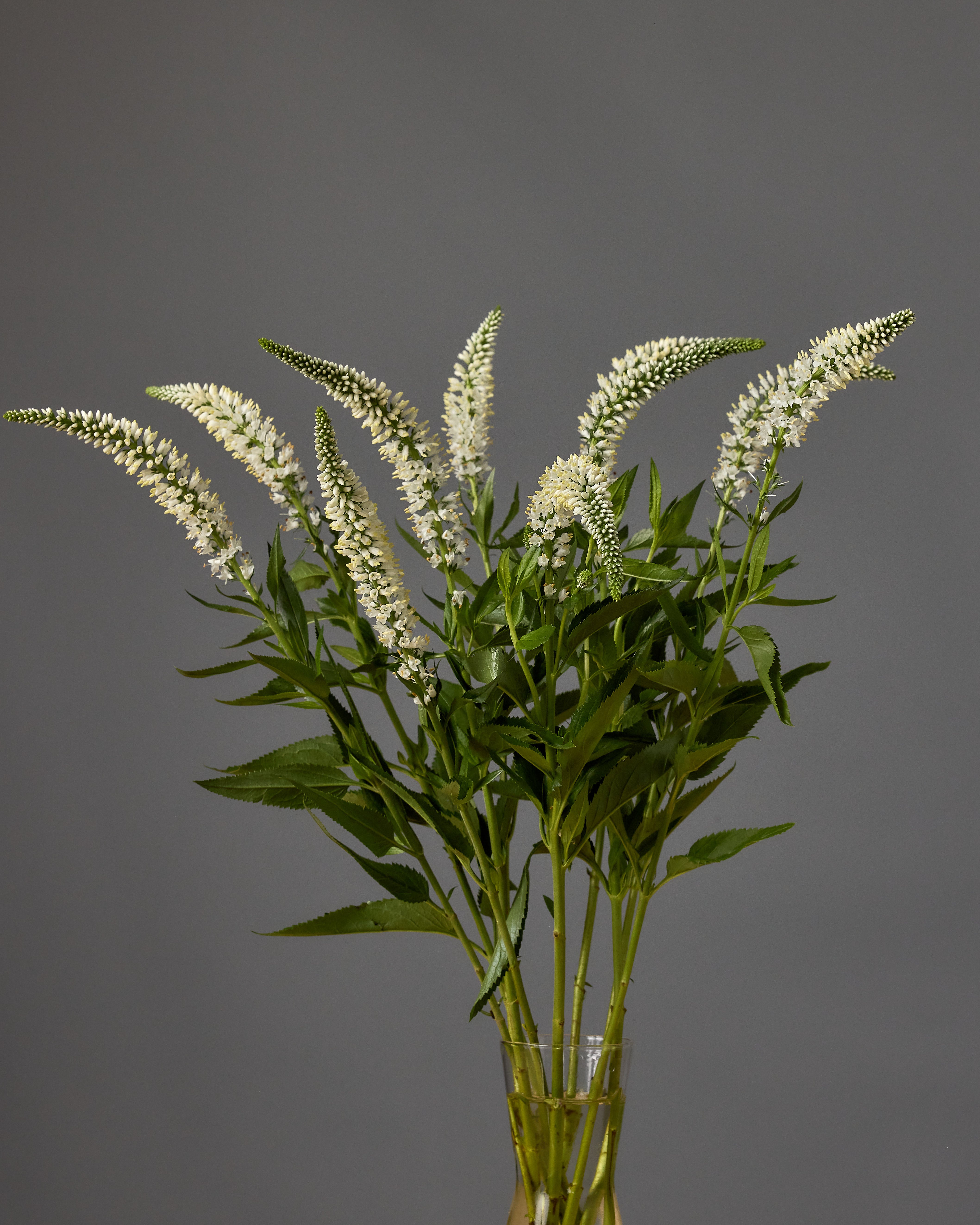 Veronica Splash White (3 plugs)