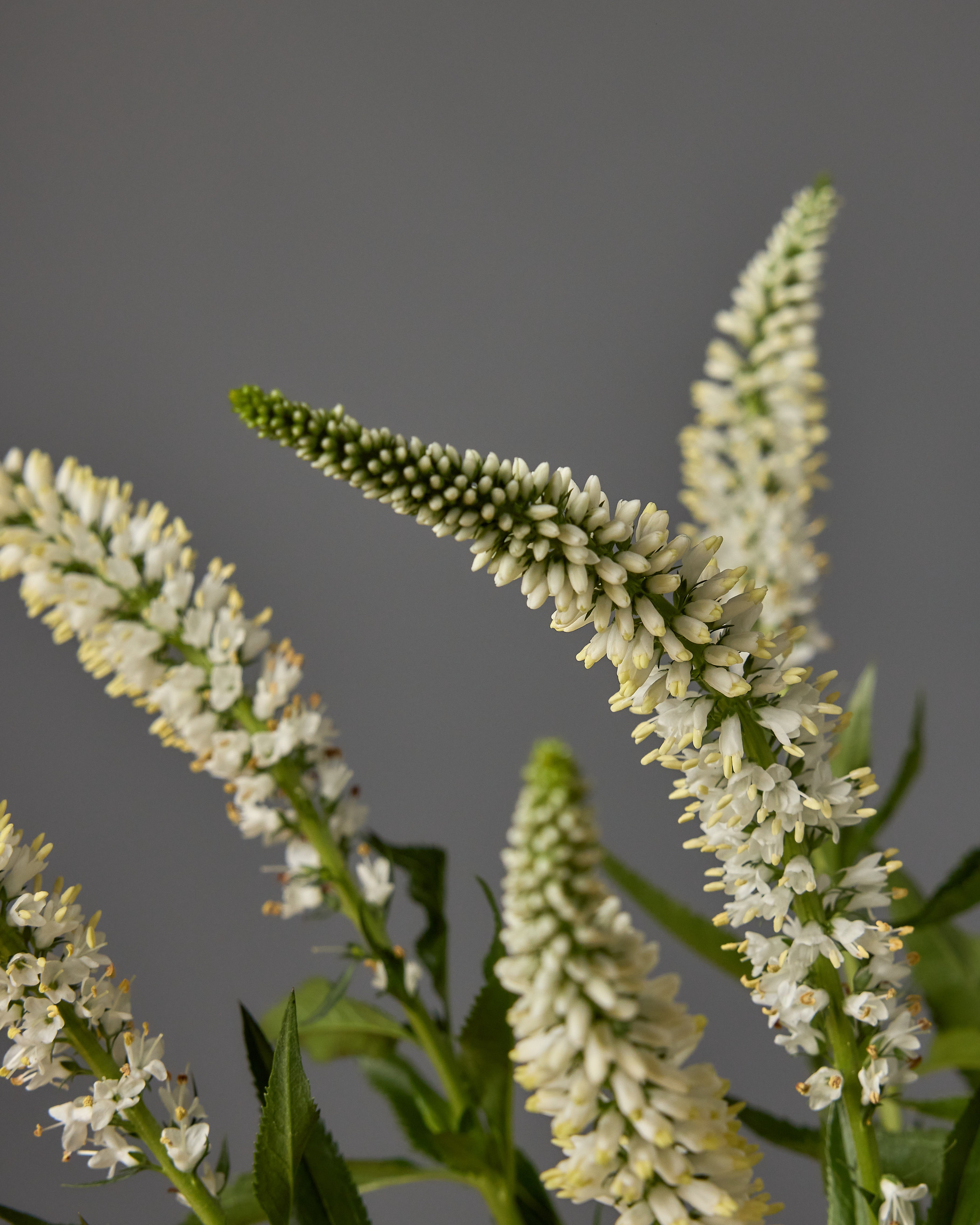 Veronica Splash White (3 plugs)