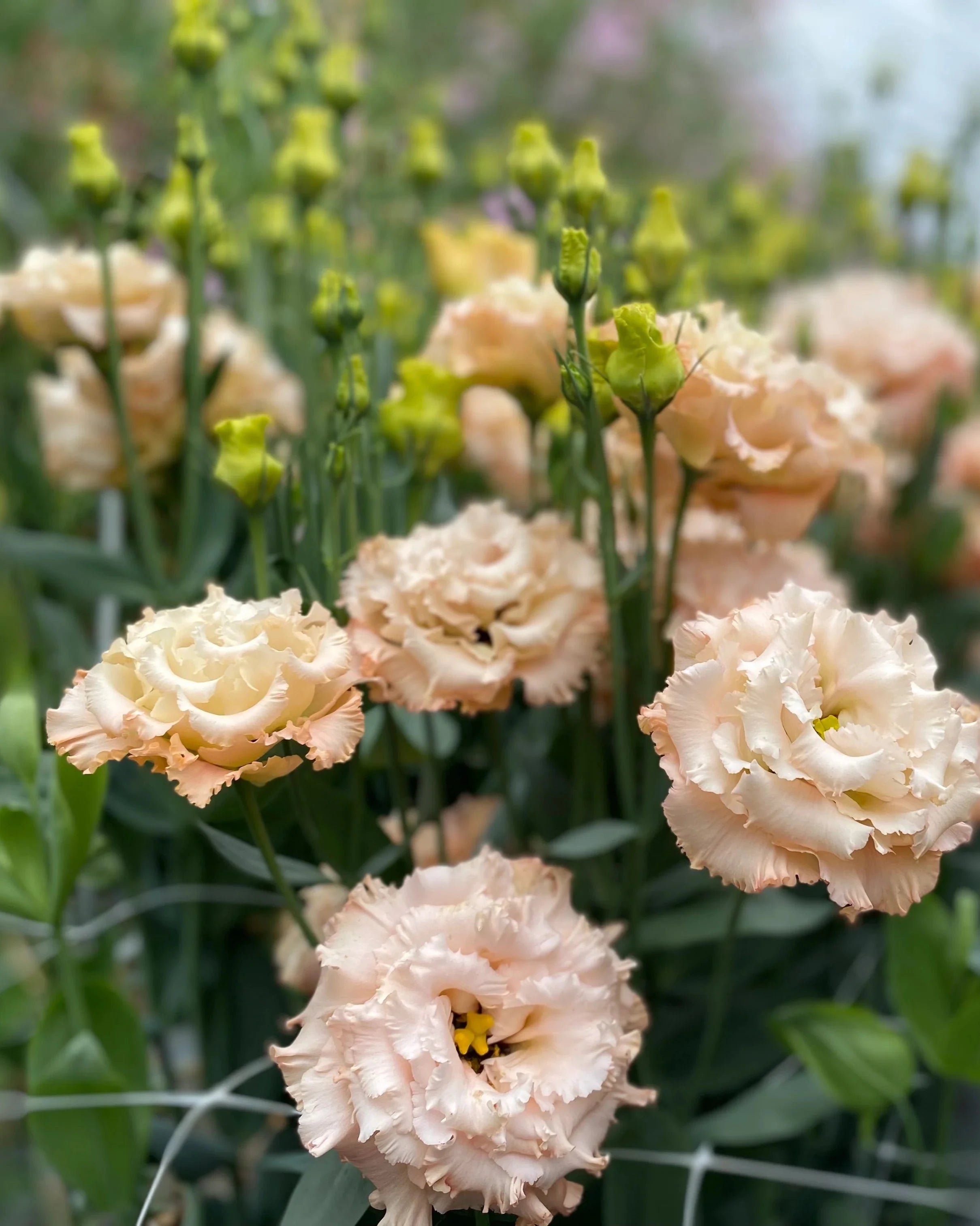 Lisianthus Celeb 2 Apricot