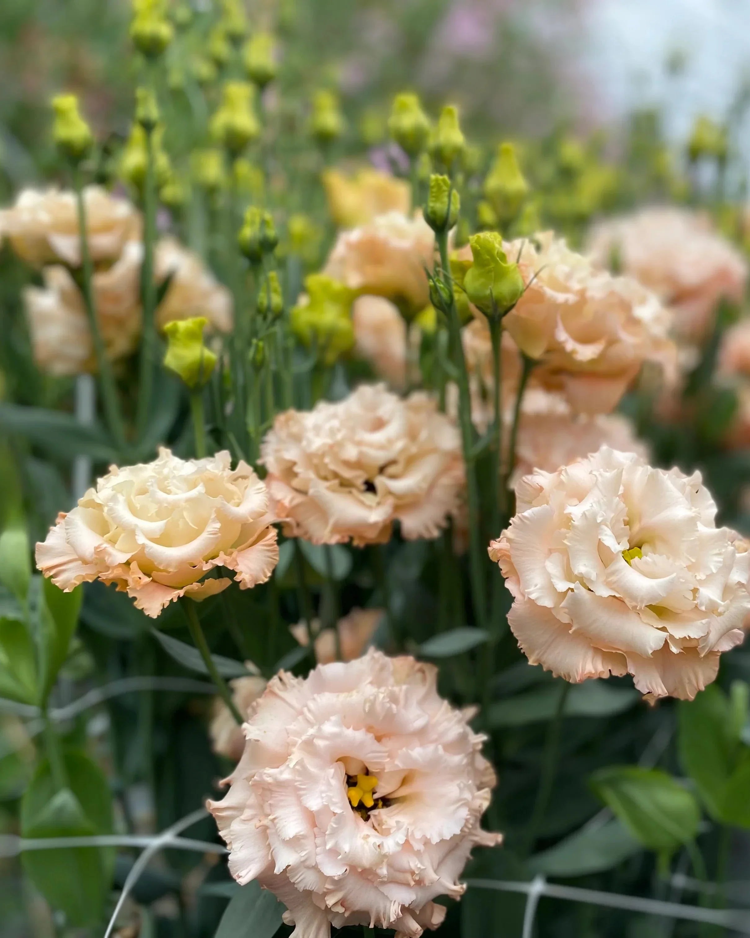 Lisianthus Celeb 2 (8 plugs)