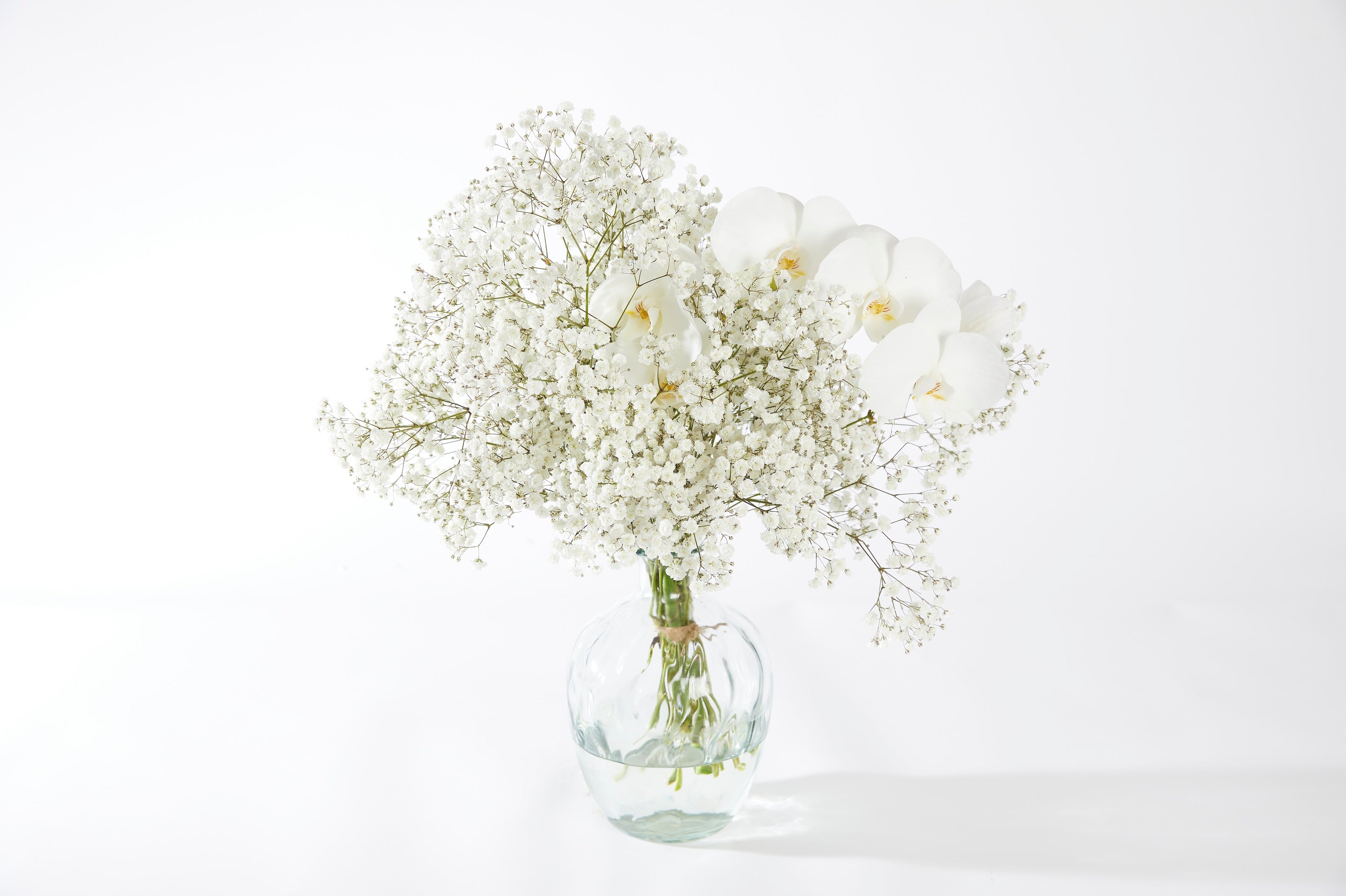 Gypsophila Xlence