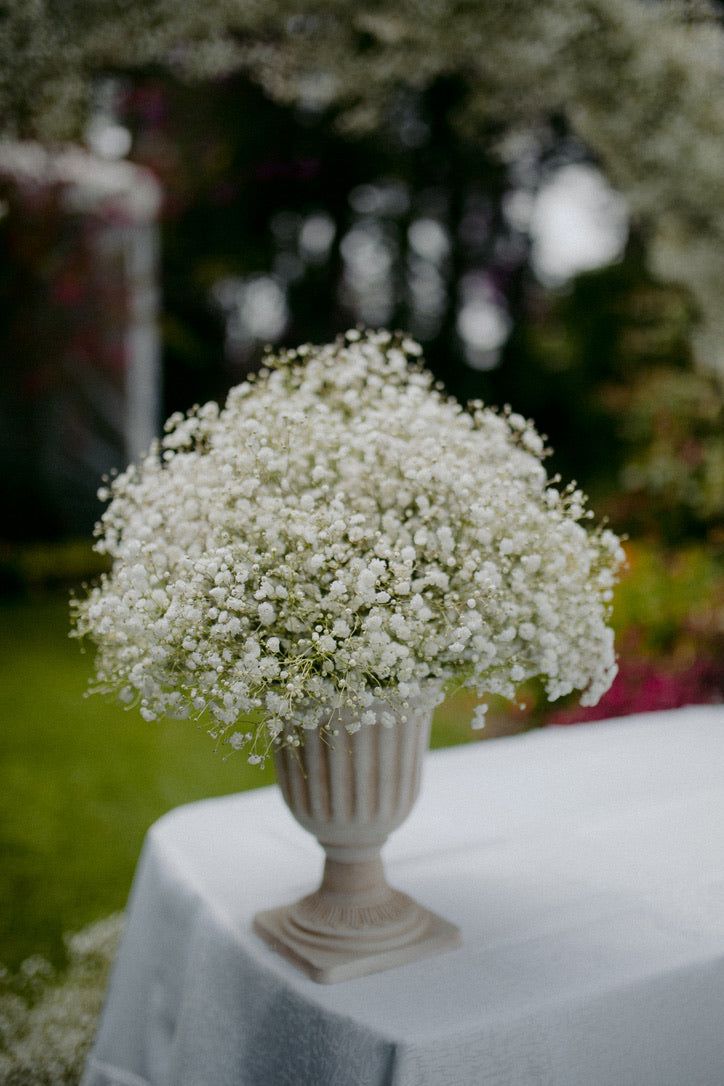 Gypsophila Xlence