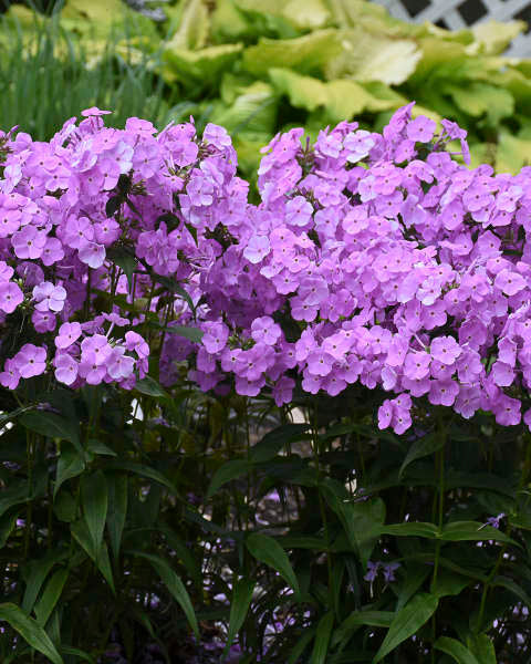 Phlox Fashionably Early Princess (3 plugs)