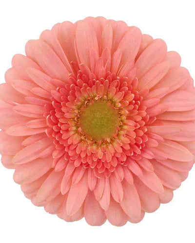 Gerbera Standard (3 plugs)