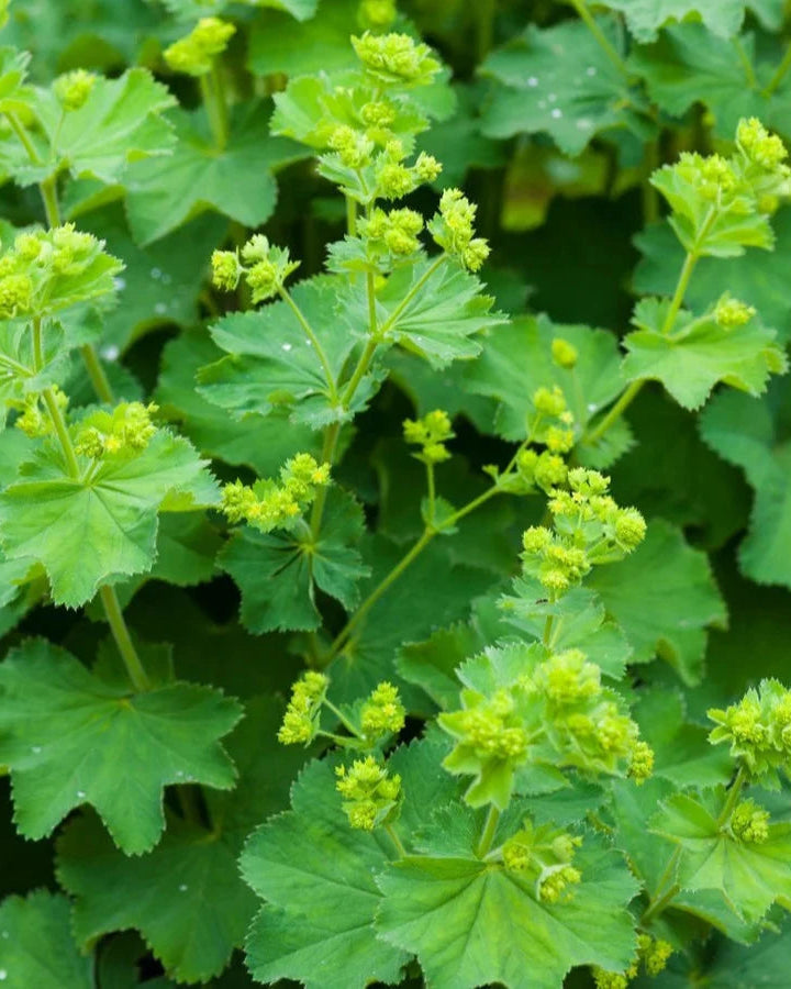 Alchemilla Thriller (8 plugs)