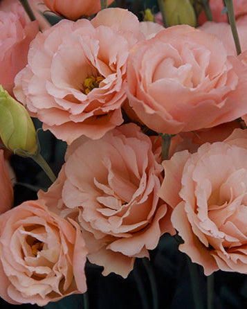 Lisianthus Arena 3 Apricot (8 plugs)