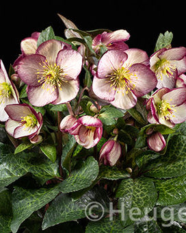 Helleborus Ice N' Roses® Marble Series (3 plugs)