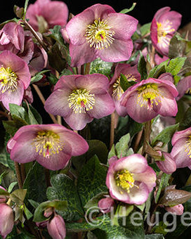Helleborus Ice N' Roses® Marble Series (3 plugs)
