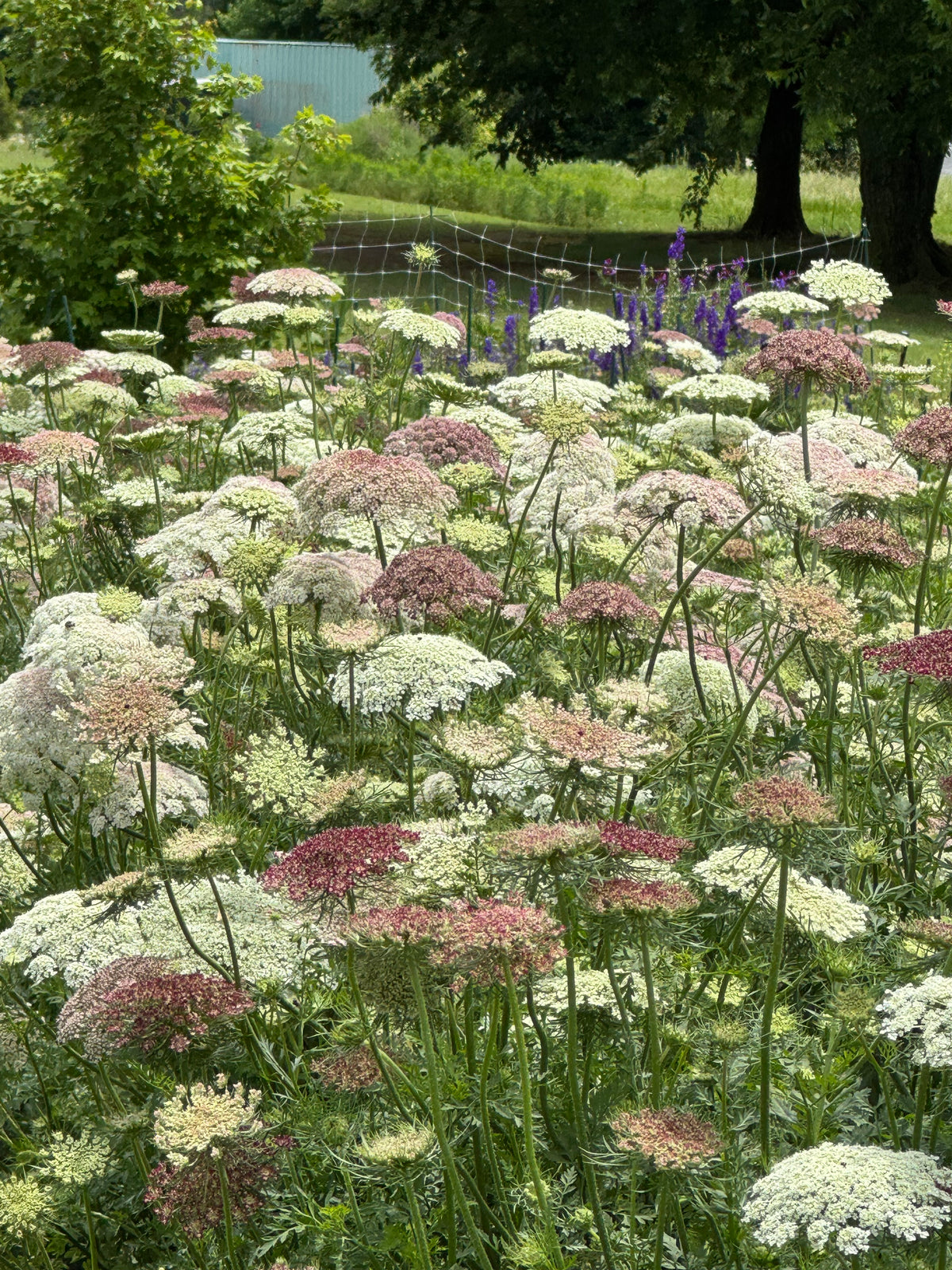 Daucus Growing Guide