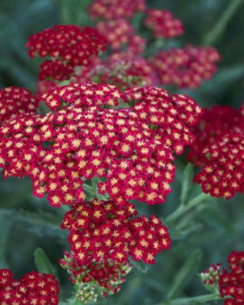 Achillea Sassy Summer Sangria (3 plugs)