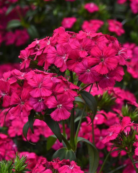 Dianthus Amazon Neon Duo