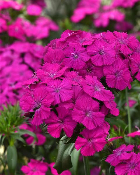 Dianthus Amazon Neon Duo