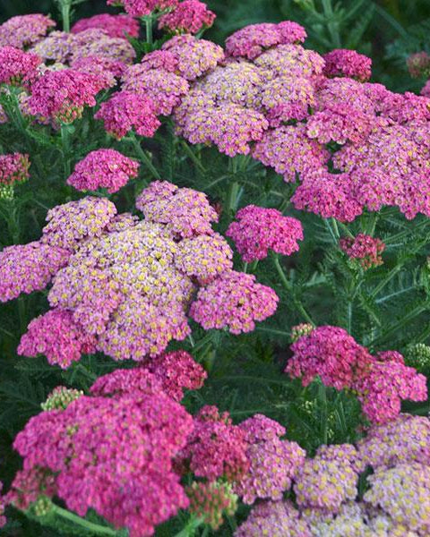 Achillea Summer Taffy (3 plugs)