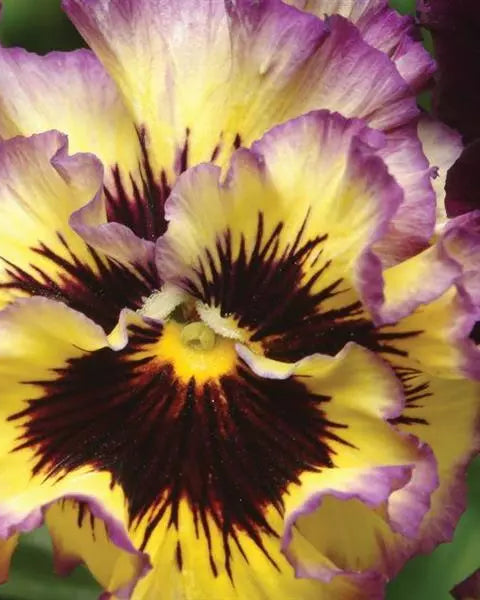 Pansy Frizzle Sizzle Lemonberry