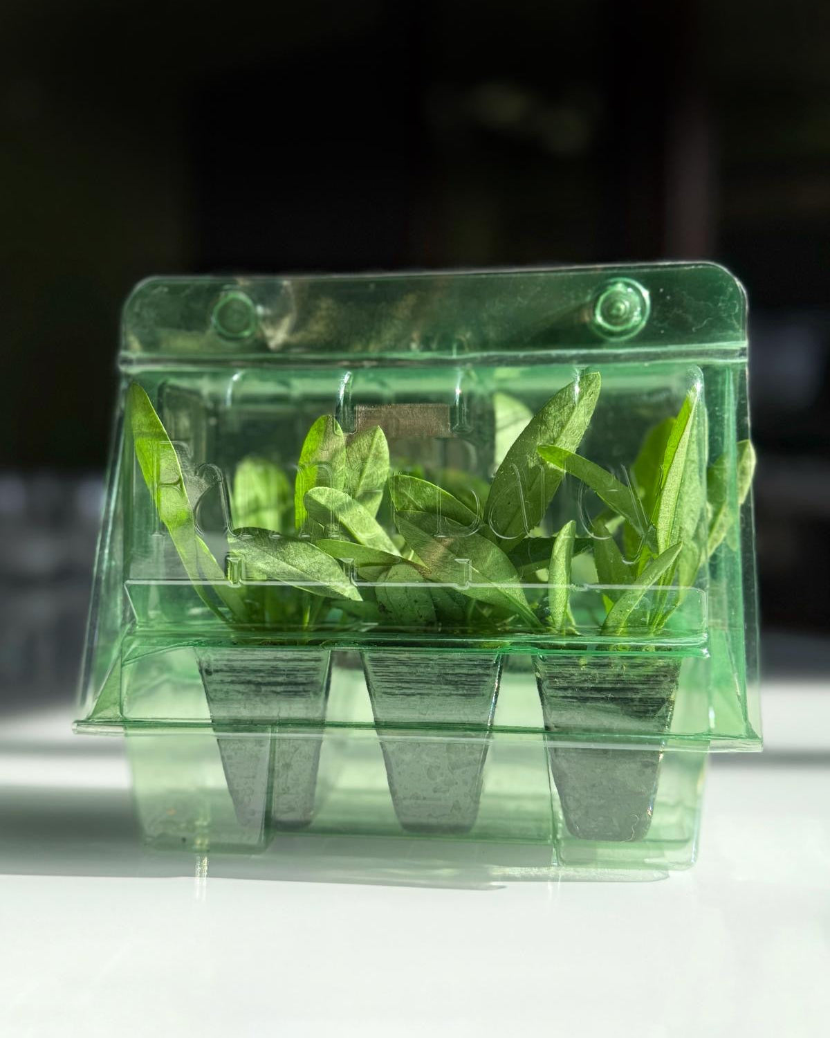 Achillea Coronation Gold (3 plugs)