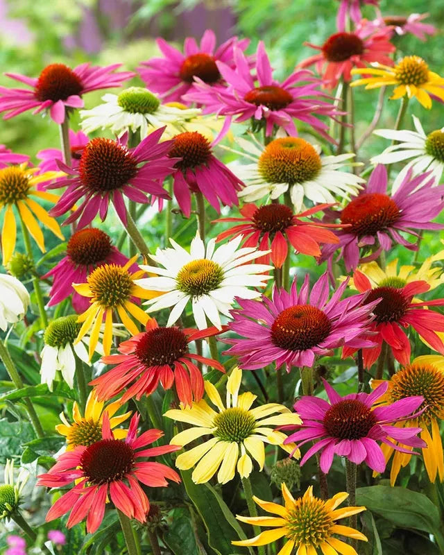 Echinacea PollyNation Mix (8 plugs)