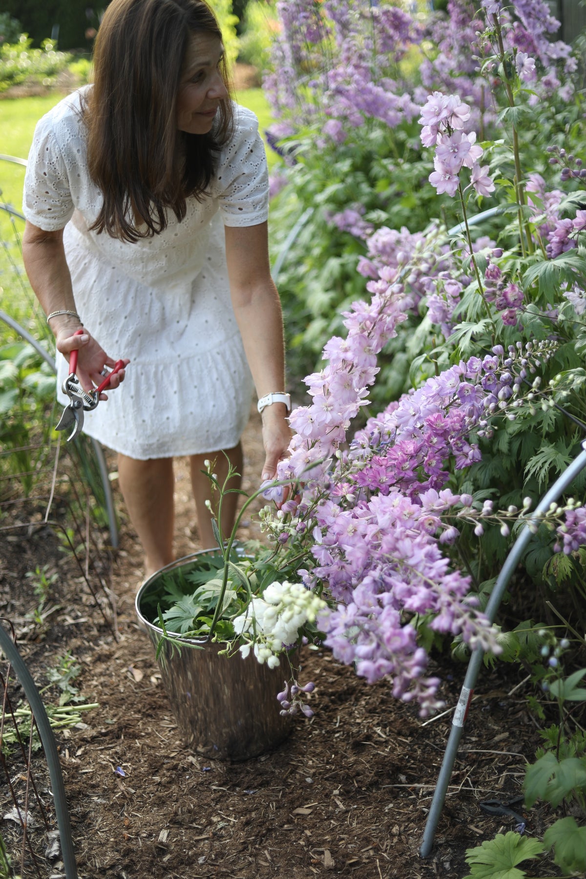 Delphinium Growing Guide delphinium-growing-guide