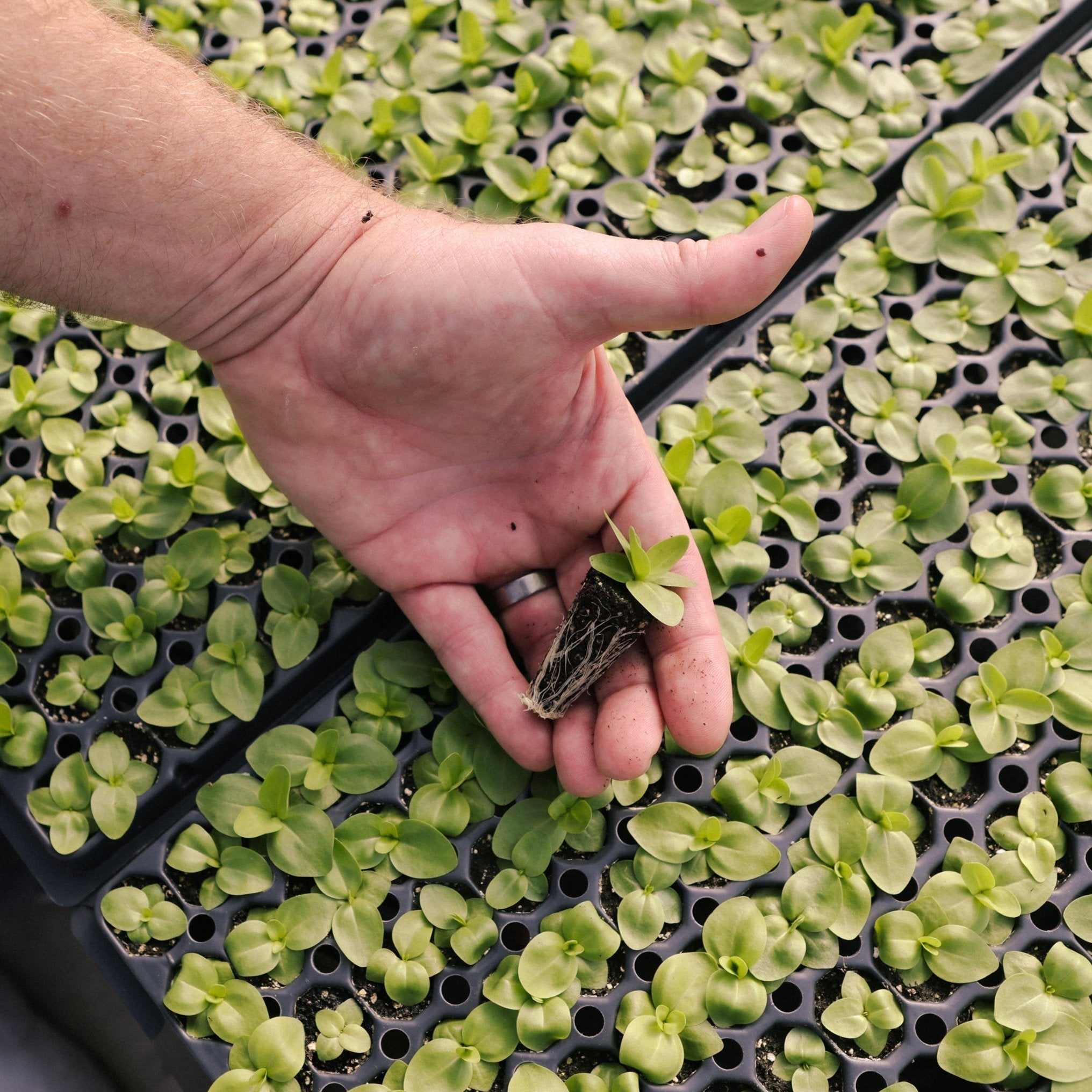 Ammi Green Mist Plug Plants (8 pack) | Garden Club