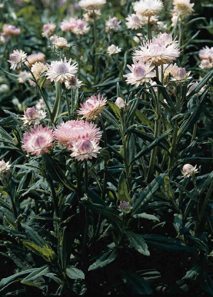 Helichrysum Growing Guide