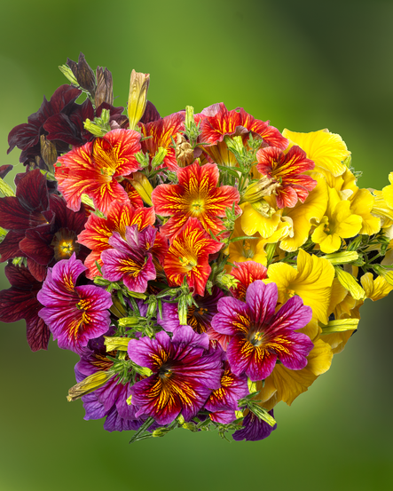 Salpiglossis (8 plugs)