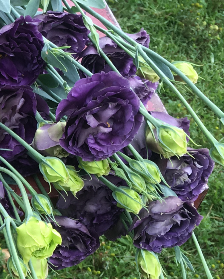 Lisianthus Rosanne 1 Black Pearl