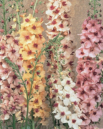 Verbascum Southern Charm (8 plugs)