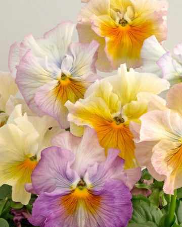 Pansy Flamenco Soft Light Azure Limonette