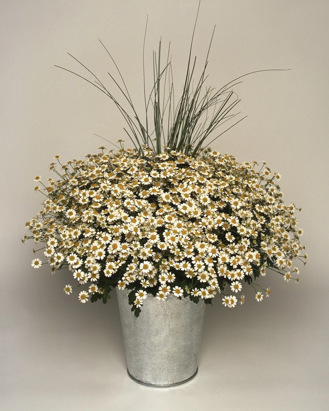 Matricaria Vegmo Single