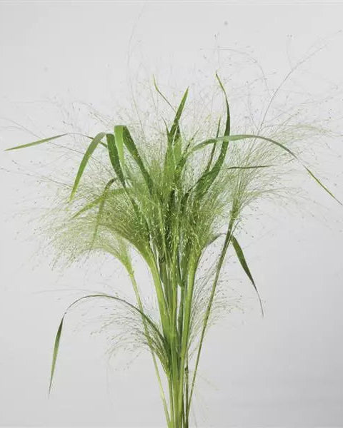 Panicum Frosted Explosion (8 plugs)