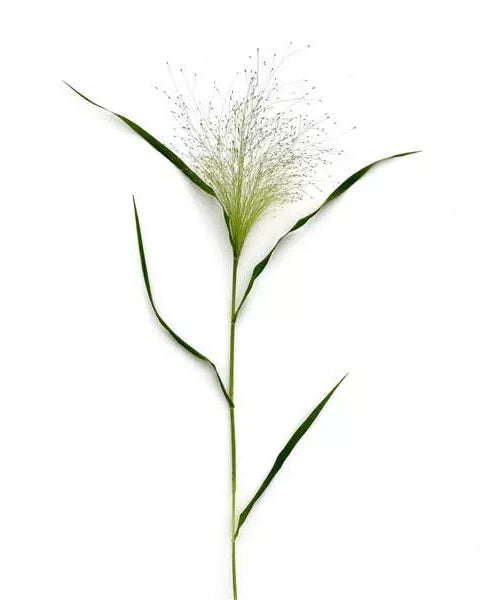Panicum Frosted Explosion (8 plugs)