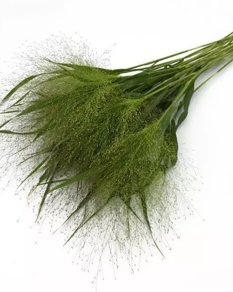 Panicum Frosted Explosion (8 plugs)