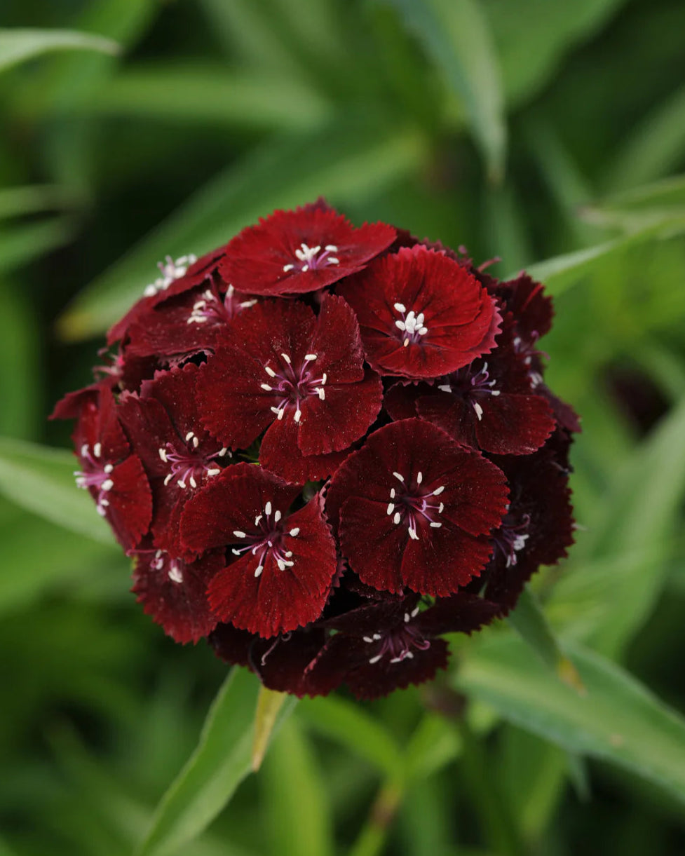 Dianthus Sweet Black Cherry