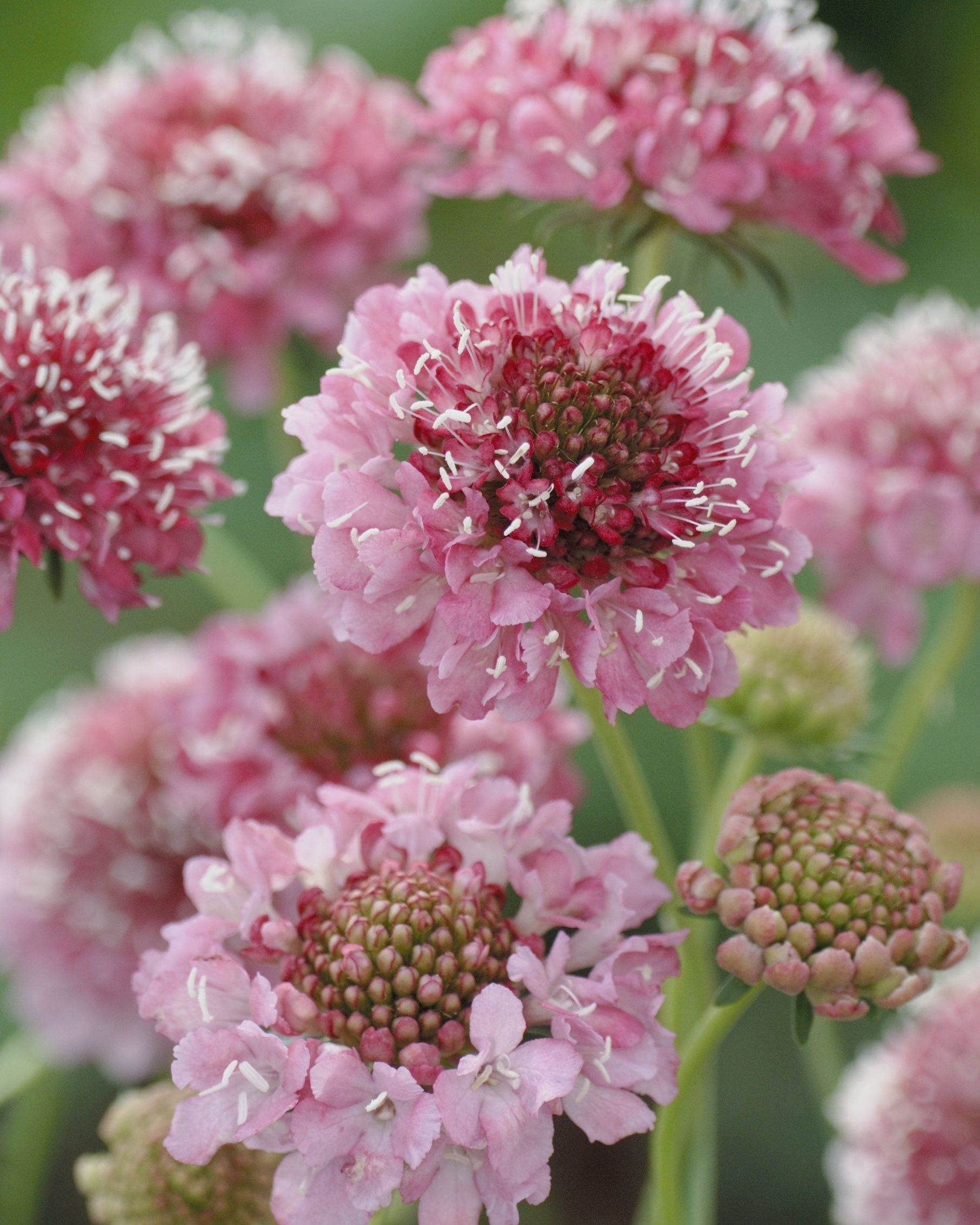 Scabiosa atropurpurea (8 plugs)
