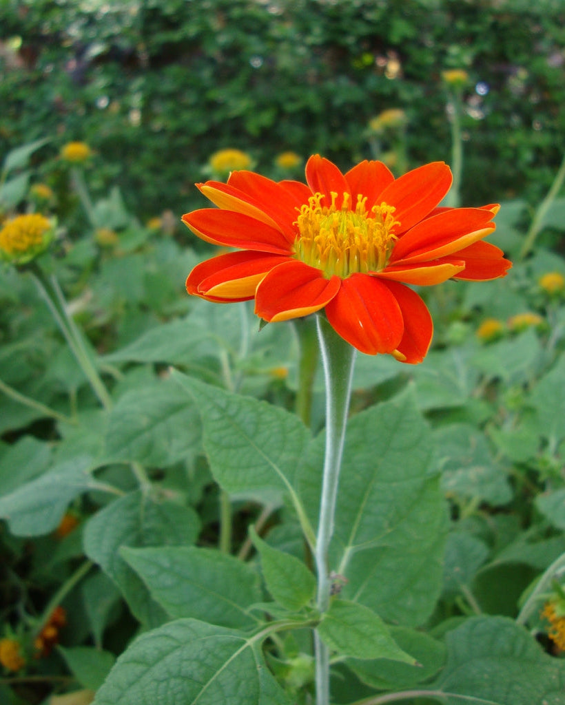 Tithonia Red Torch (8 plugs)