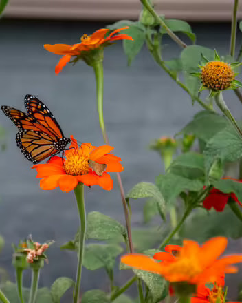 Tithonia Red Torch (8 plugs)