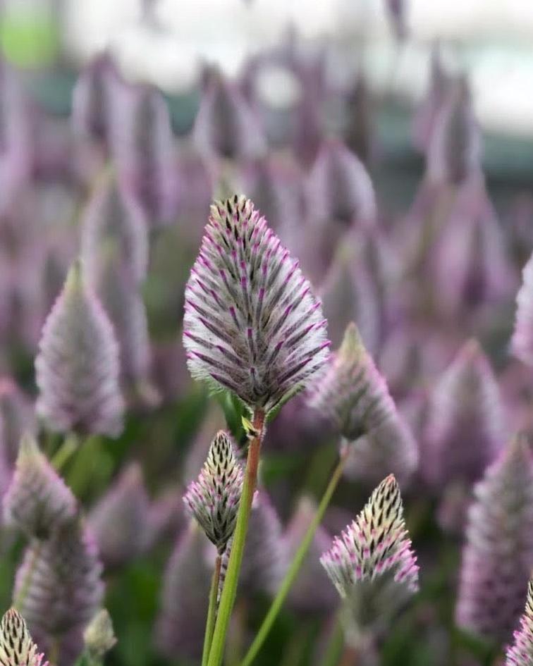 Ptilotus Matilda