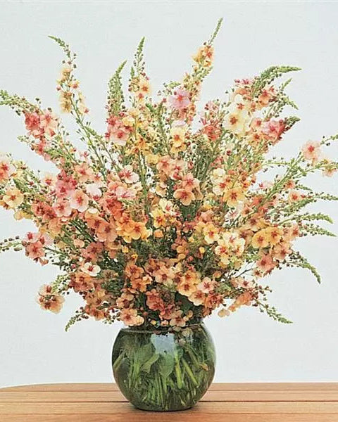 Verbascum Southern Charm (8 plugs)